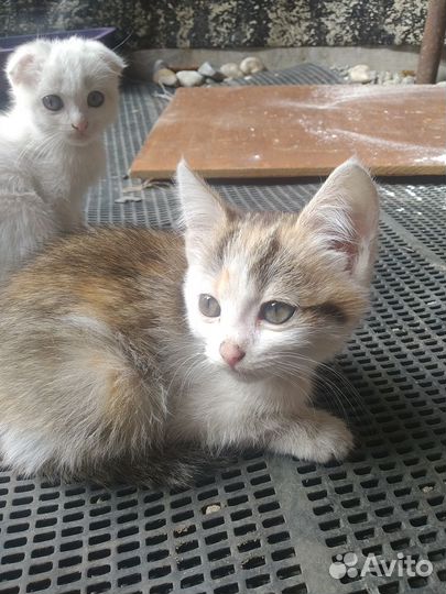 Отдам котёнка