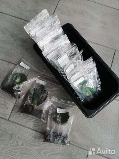 Укорененные листы фиалок набором