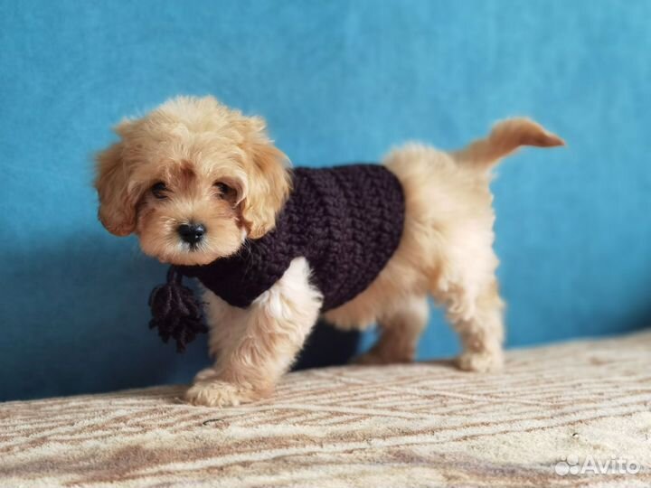 Красавцы кавапу (cavapoo, cockapoo)