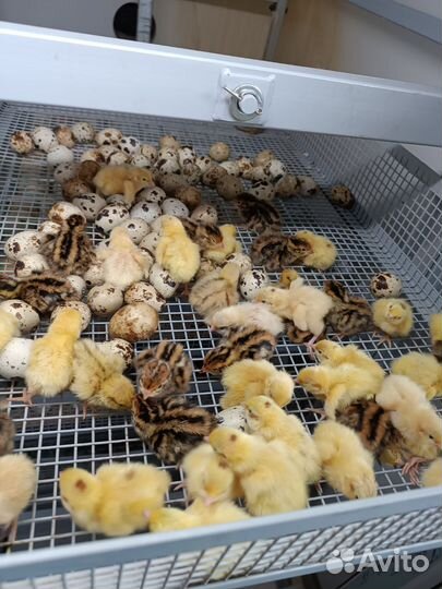 Перепелята