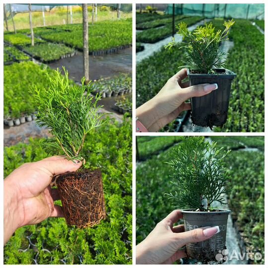 Туя западная Смарагд,Брабант Р9 Можжевельники