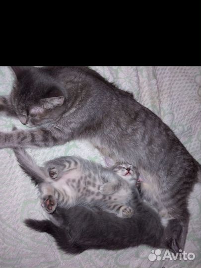 Британские котята