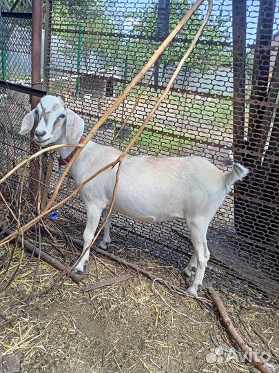 Коза дойная и козлики
