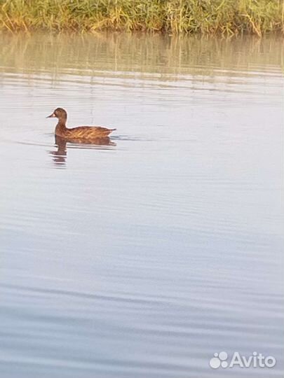 Подсадные утки чубарые