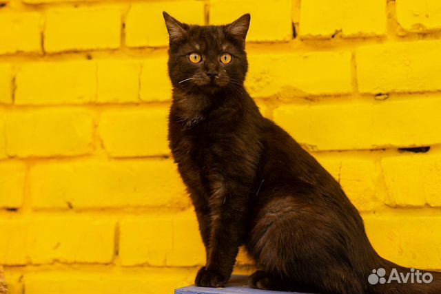 Брутальный Фокс всегда встретит с работы