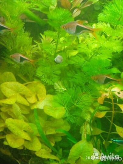 Аквариумное растение