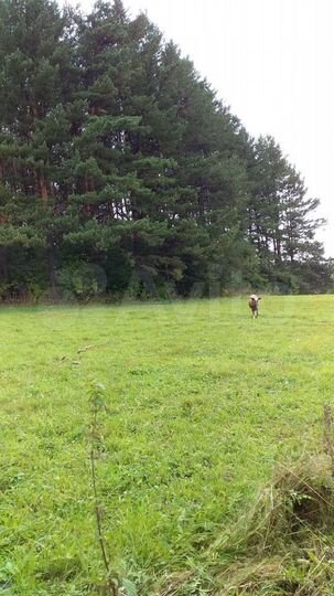 Участок 25 сот. (ИЖС)