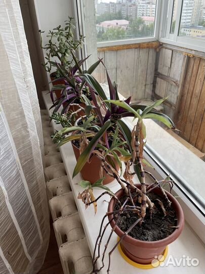 Цветы комнатные бесплатно