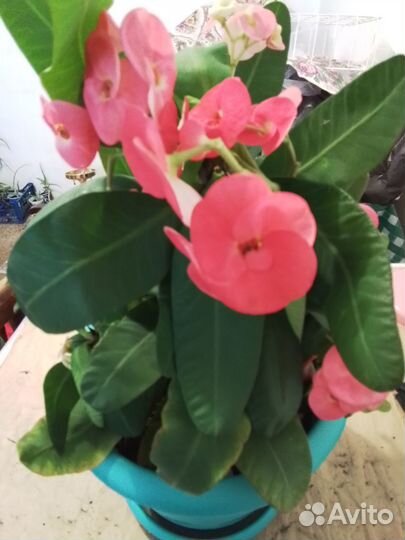 Отростки молочая розового