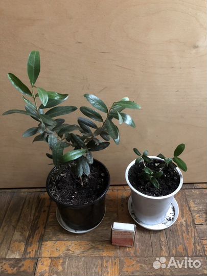 Гуава, Фейхоа, Олива, Лавр, Ваниль, Кофе