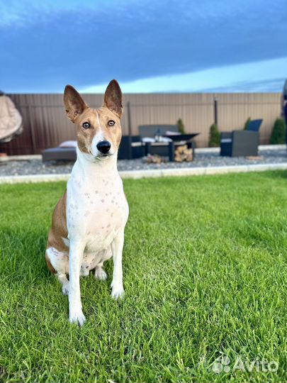 Басенджи вязка