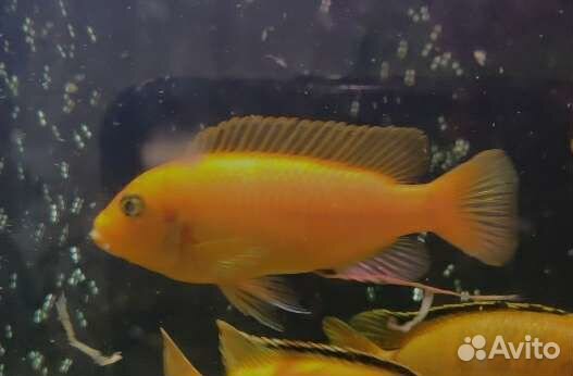 Рыбки Цихлиды