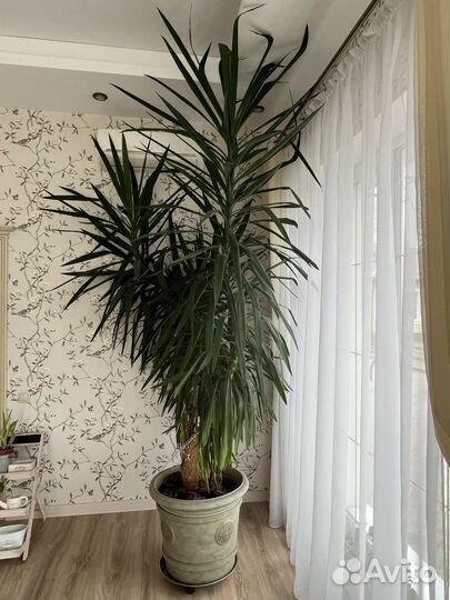 Пальма юкка