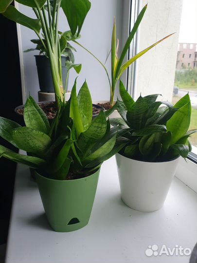 Сансевиерия