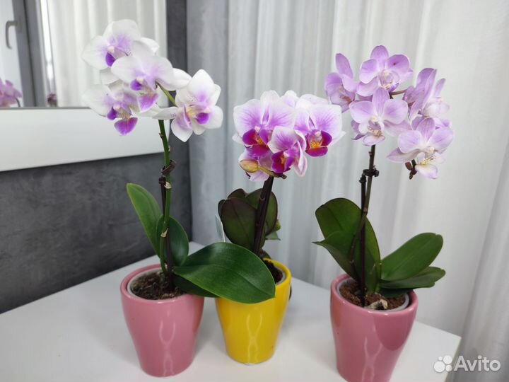 Орхидея фаленопсис мини