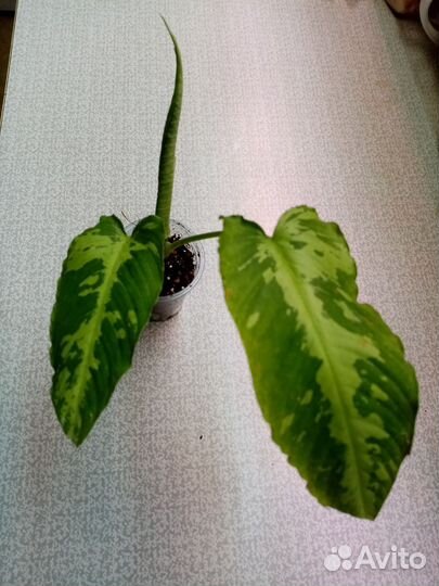 Шизматоглотис