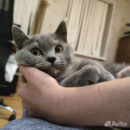Кошечка в добрые руки