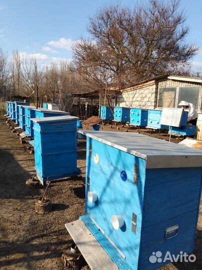 Продаётся пасека и пчелосемьи