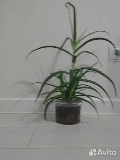 Алоэ столетник