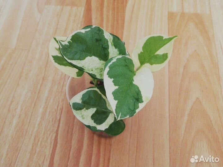 Сциндапсус эпипремнум Эн Джой, филодендрон Бразил