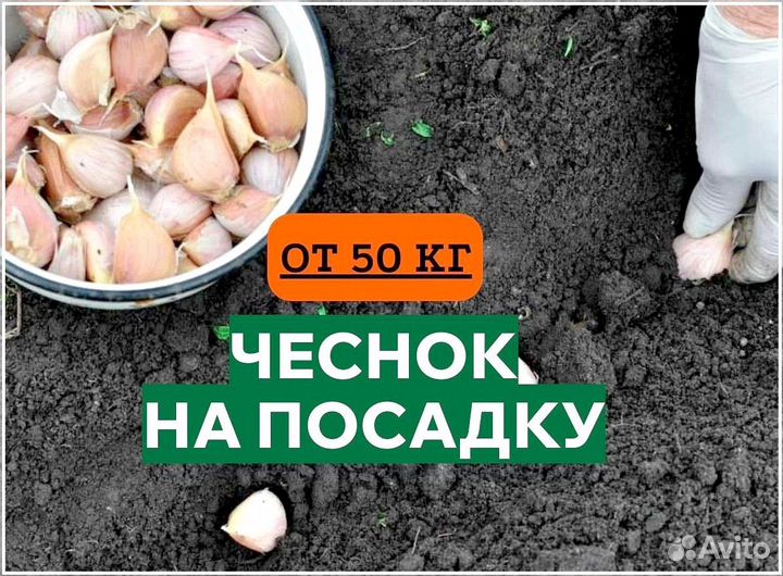 Семена. Чеснок на посадку