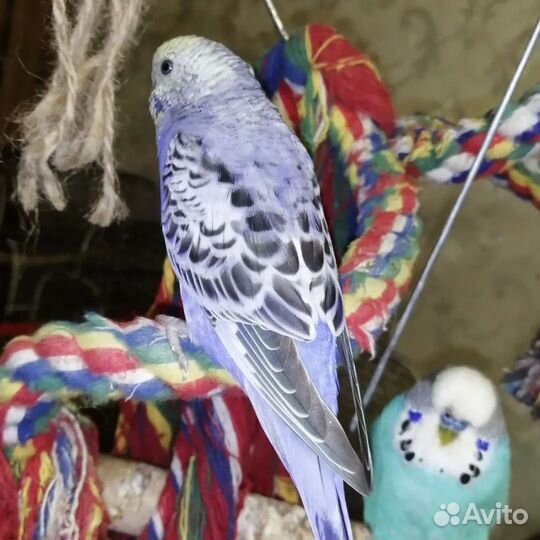 Волнистый попугай птенец девочка