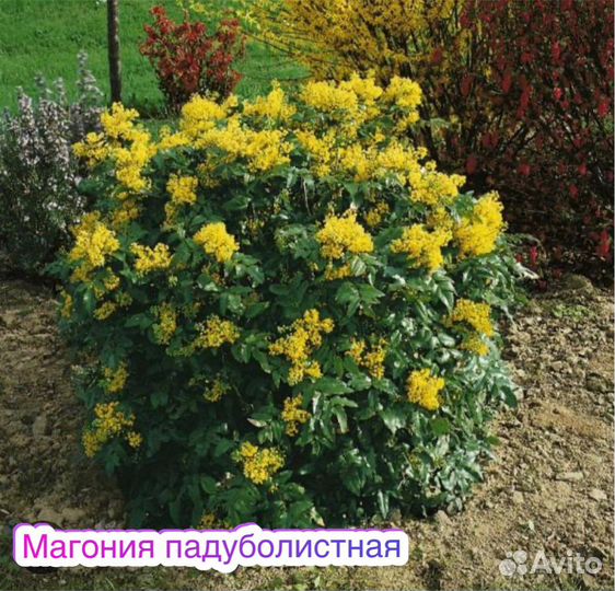 Магония падуболистная