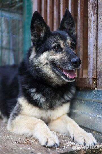 Собаки из приюта