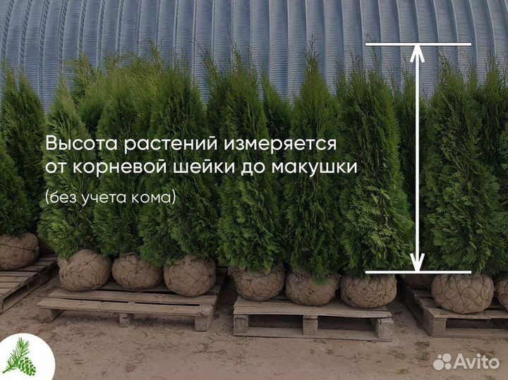 Туя Смарагд 1,3м - от 15 штук