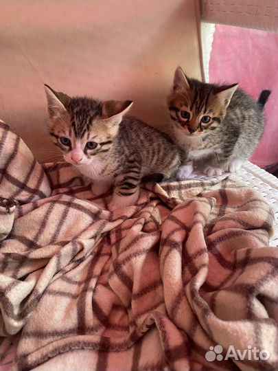 Котята бесплатно