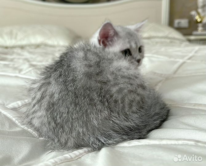 Плюшевая Серебристая Красотка Скоттиш страйт 3 мес