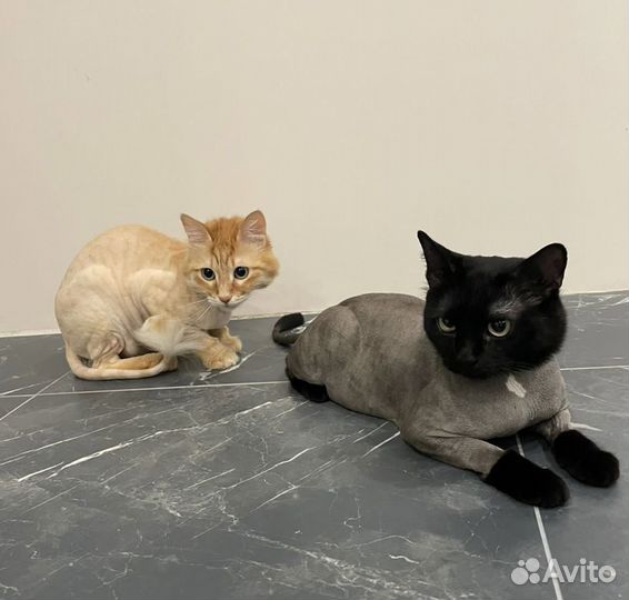 Стрижка кошек за 15-25 минут - груминг