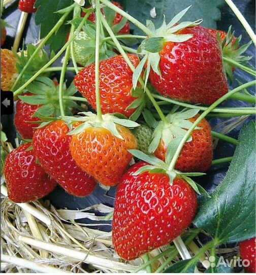 Ремонтантный сорт клубники нетрал Шарлотта