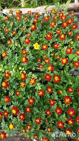 Рассада цветов