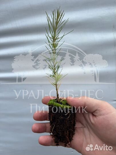 Предзаказ Лиственница Сибирская зкс сеянцы