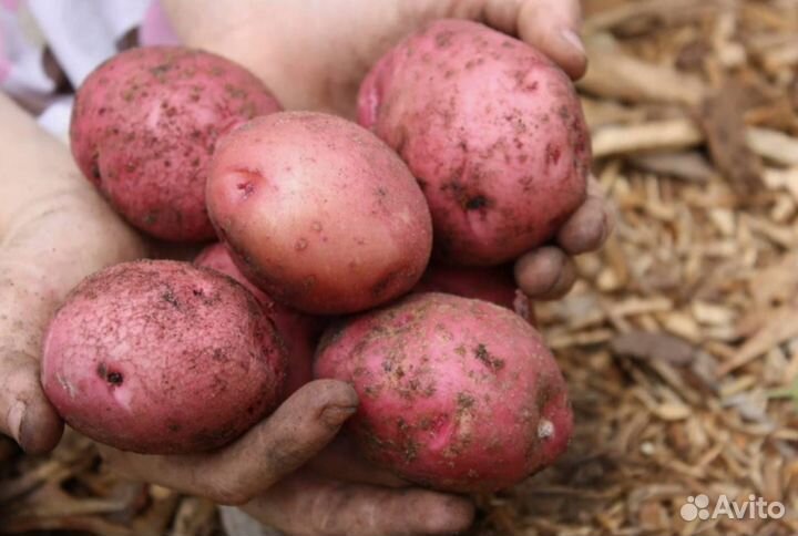 Картошка Крупная Вкусная Из Деревни