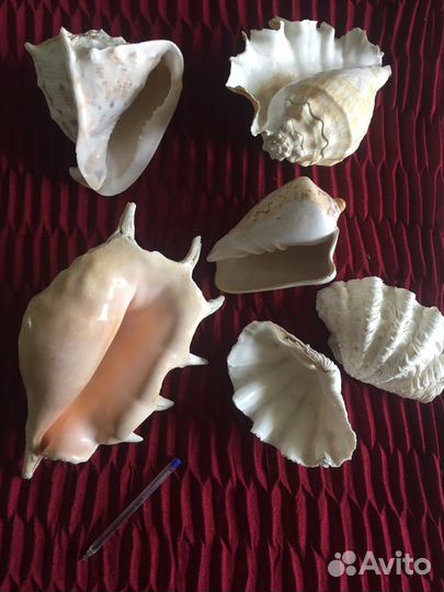 Большая морская раковина