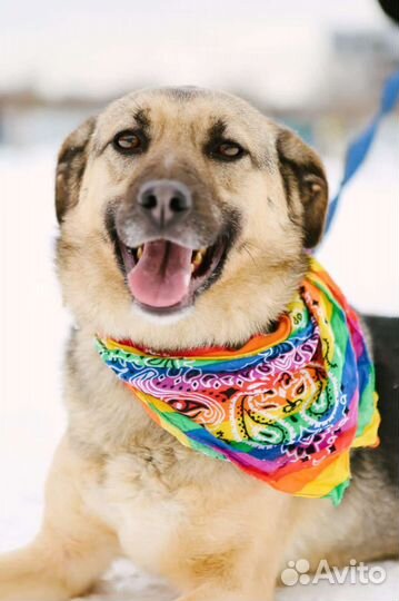 Не все собаки попадают в рай