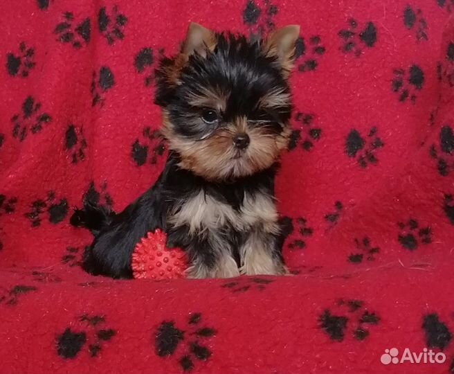 Йоркширский терьер щенки