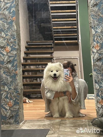 Вязка самоед