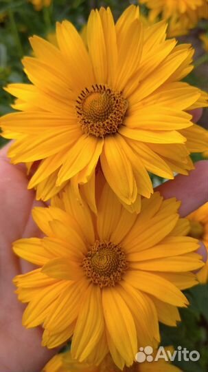 Садовые цветы