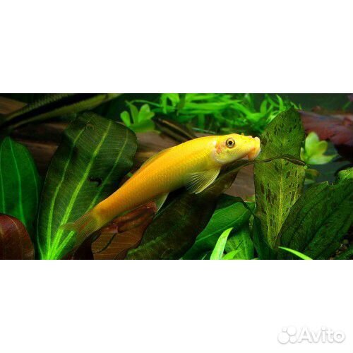 Гиринохейлус золотой