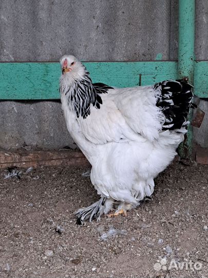 Брама светлая