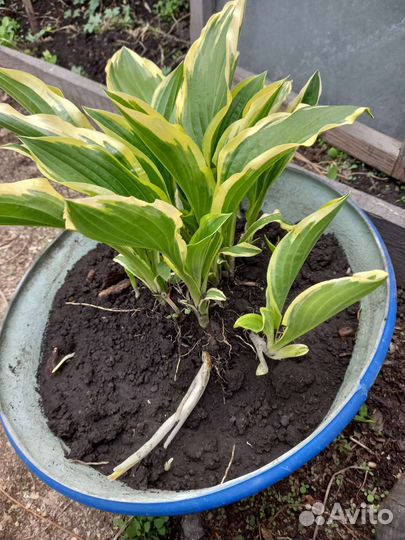 Многолетники садовые