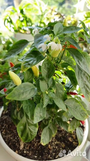 Острый перчик