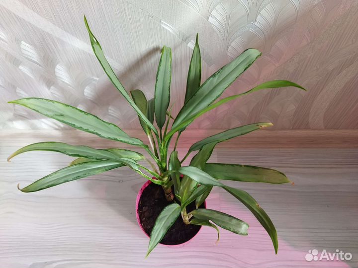 Аглаонема White lance