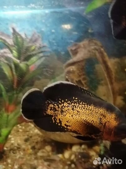 Астронотусы