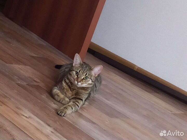 Кошка в добрые руки