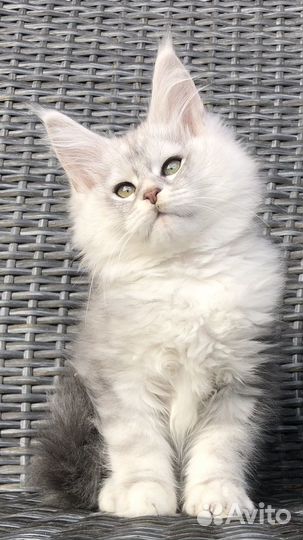 Мейн-кун котята