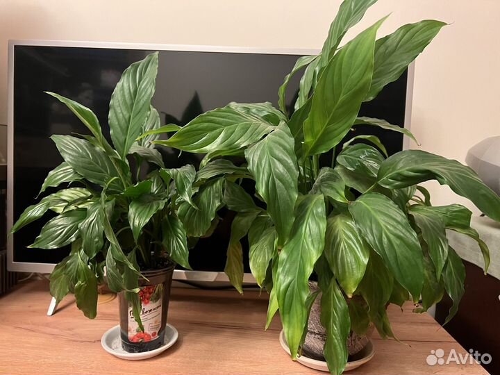 Отдаю комнатные цветы